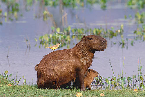  (Hydrochaeris hydrochaeris) Capivara com filhote e pássaro no dorso - Pantanal Matogrossense  MT - Brasil

  A área é Patrimônio Mundial pela UNESCO desde 2000.  - Mato Grosso - Brasil