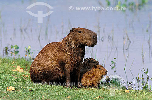  Capivara com filhotes (Hydrochaeris hydrochaeris), mamífero, Pantanal Matogrossense - Mato Grosso - MT  - Mato Grosso - Brasil