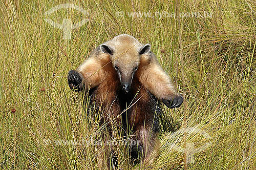  (Tamandua tetradactyla) Tamanduá-mirim - Cerrado - Goiás - Brasil - 2005  - Goiás - Brasil