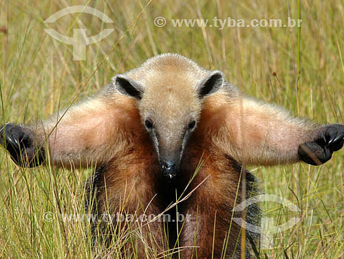  (Tamandua tetradactyla) - Tamanduá-Mirim - Parque Nacional das Emas - Goiás - Brasil / Data: 2005
  O Parque é Patrimônio Mundial pela UNESCO desde 16-12-2001 