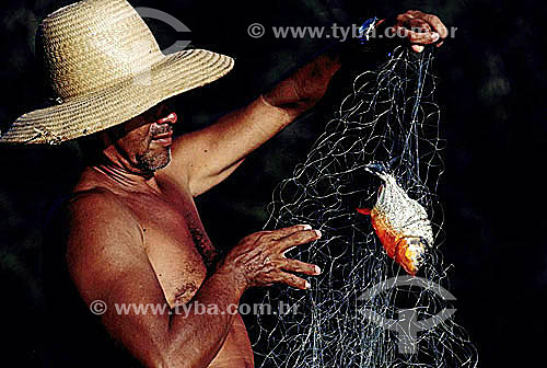  Pescador observando piranha na rede - Amazônia 