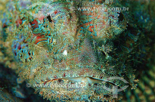  Mangangá (Scorpaena plumieri plumieri)  - Fernando de Noronha - PE - Brasil - dezembro 2006                         - Fernando de Noronha - Pernambuco - Brasil