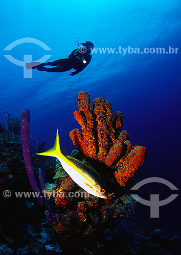  Guaiúba (Ocyurus chrysurus) em frente a enponja tubular - Bonaire 