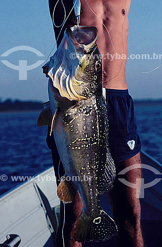  Peixe 