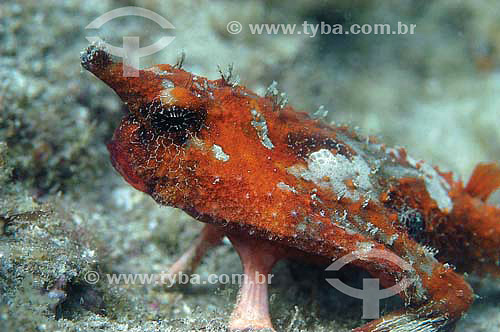  Peixe-morcego (Ogcocephalus nasutus) - espécie ocorrente no norte, nordeste e sudeste do litoral brasileiro - Brasil - dezembro 2006                         