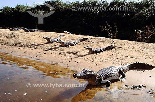  (Caiman crocodylus yacare) Jacarés - PARNA do Pantanal Matogrossense - MT - Brasil

  A área é Patrimônio Mundial pela UNESCO desde 2000.  - Mato Grosso - Brasil