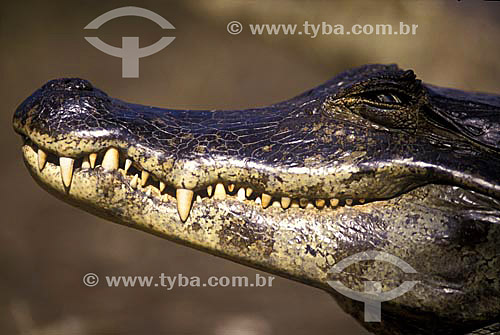  (Cayman crocodilus yacare) - Jacaré-do-pantanal - PARNA do Pantanal Matogrossense - MT - Brasil

  A área é Patrimônio Mundial pela UNESCO desde 2000.  - Mato Grosso - Brasil