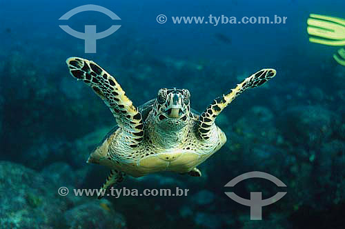  Tartaruga-de-pente (Eretmochelys imbricata) - Fernando de Noronha - PE - Brasil - dezembro 2006                          - Fernando de Noronha - Pernambuco - Brasil