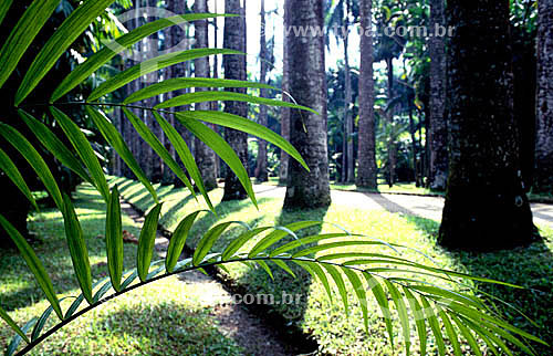  Jardim Botânico - Rio de Janeiro - RJ - Brasil

  Patrimônio Histórico Nacional desde 30-05-1938.  - Rio de Janeiro - Rio de Janeiro - Brasil