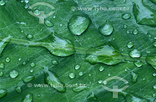  Detalhe de gotas de chuva na folha 