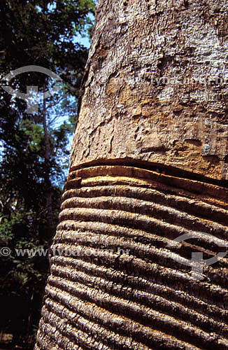  (Hevea brasiliensis) Seringueira - árvore - Acre - Brasil  - Acre - Brasil