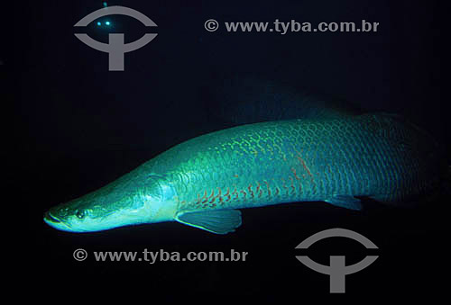  (Arapaima gigas) Pirarucu - peixe da Região Amazônica - Brasil 