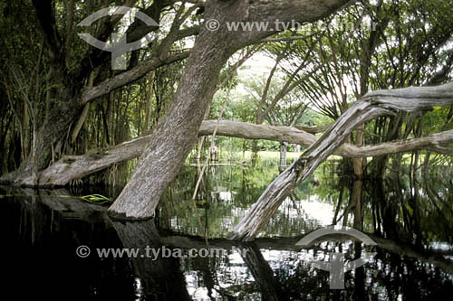  Floresta inundada - Amazônia - Brasil 
