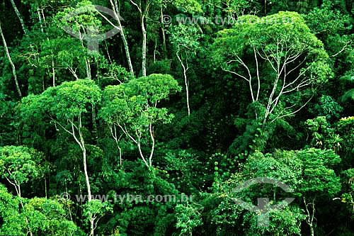  Floresta Amazônica 