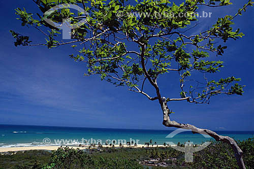  Árvore com praia ao fundo em Porto Seguro  - BA - Brasil

  A área denominada Costa do Descobrimento (Reserva da Mata Atlântica) é Patrimônio Mundial pela UNESCO desde 01-12-1999 e nela estão localizadas 23 áreas de proteção ambiental na Bahia (incluindo Porto Seguro).  - Porto Seguro - Bahia - Brasil