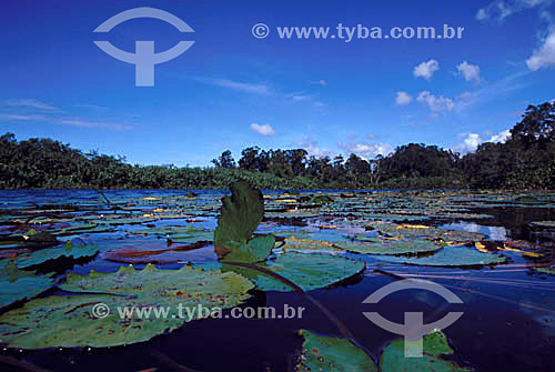  Lago na Reserva Biológica do Una - Costa do Cacau - Sul da Bahia - Brasil  - Una - Bahia - Brasil