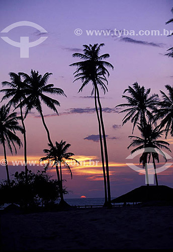  Silhuetas de palmeiras ao nascer do sol - Jericoacoara - CE - Brasil  - Jijoca de Jericoacoara - Ceará - Brasil