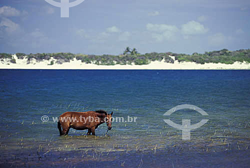  Cavalo na lagoa - Jericoacoara - CE - Brasil  - Jijoca de Jericoacoara - Ceará - Brasil