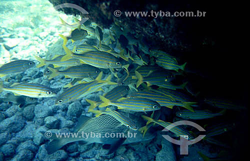  Arquipélago Fernando de Noronha  - PE - Brasil

  O arquipélago Fernando de Noronha é Patrimônio Mundial pela UNESCO desde 16-12-2001.  - Fernando de Noronha - Pernambuco - Brasil