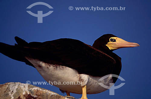  Arquipélago de Fernando de Noronha  - PE - Brasil

  O arquipélago Fernando de Noronha é Patrimônio Mundial pela UNESCO desde 16-12-2001.  - Fernando de Noronha - Pernambuco - Brasil