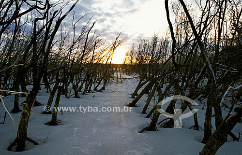  Pôr-do-sol no Parque Nacional de Superagüi - Paraná - Brasil - Novembro de 1999  - Curitiba - Paraná - Brasil