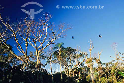  Árvores e pássaros voando no Parque Nacional de Superagüi - Paraná - Brasil - Maio 2001  - Guaraqueçaba - Paraná - Brasil