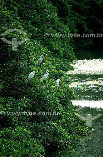  Garças sobre a vegetação que ladeia a Lagoa de Marapendi - Rio de Janeiro - RJ - Brasil  - Rio de Janeiro - Rio de Janeiro - Brasil