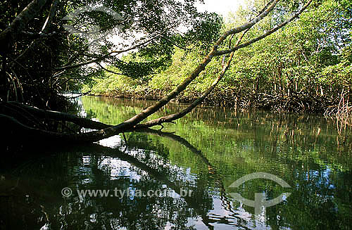  Manguezal - Barra de Guaratiba - litoral sul do estado, próxima à Restinga da Marambaia - Barra de Guaratiba - Rio de Janeiro - RJ - Brasil
  - Rio de Janeiro - Rio de Janeiro - Brasil