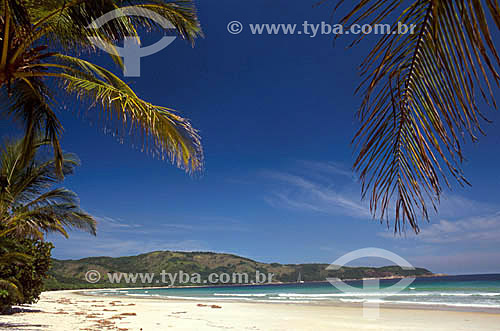  Praia de Lopes Mendes com folhas de palmeira em primeiro plano - Ilha Grande - Costa sul do estado do Rio de Janeiro - Brasil  - Angra dos Reis - Rio de Janeiro - Brasil