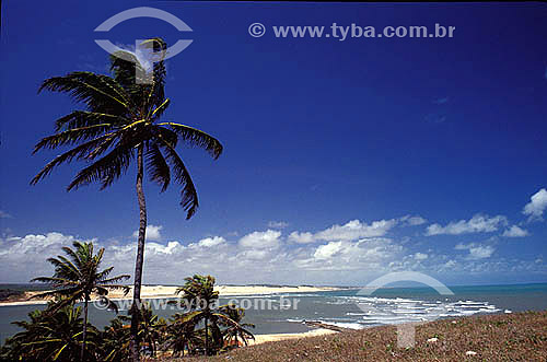  Coqueiro na praia de Timbau do Sul - Rio Grande do Norte - Brasil  - Tibau do Sul - Rio Grande do Norte - Brasil