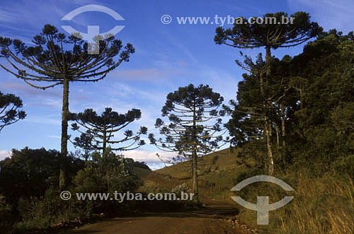  Araucárias no Aparados da Serra - RS - Brasil / Data: 2008
 