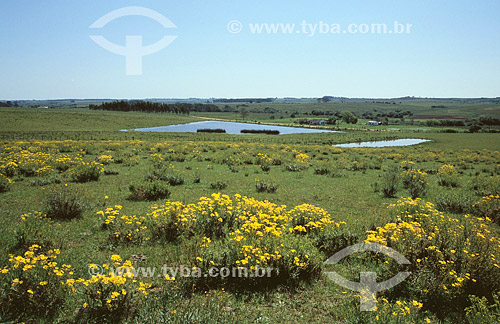  Paisagem dos Pampas Gaúchos , pasto - Bagé - Rio Grande do Sul - Brasil -  Outubro 2000  - Bagé - Rio Grande do Sul - Brasil