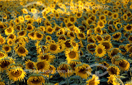  (Helianthus annuus L.)  - Girassol - flor 