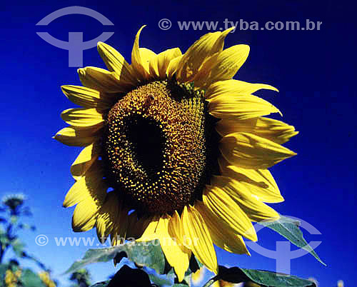  (Helianthus annuus L.) - Girassol 