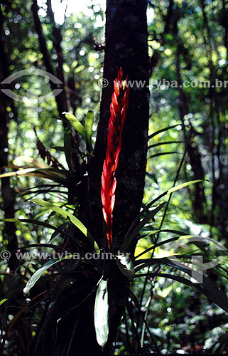  (Vriesea sp.) - Bromélia - sul do Brasil 