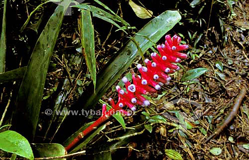  Bromélia - Serra do Quiriri - Garuva - Santa Catarina - Brasil - Agosto de 2001  - Garuva - Santa Catarina - Brasil