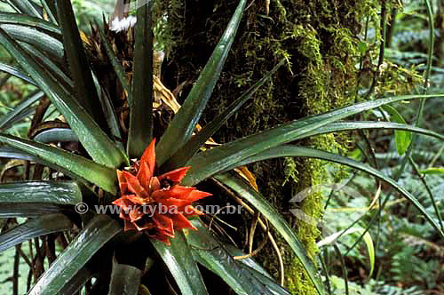  Bromélia - Parque das Araucárias - Guarapuava - Paraná - Brasil - Março de 2004  - Guarapuava - Paraná - Brasil