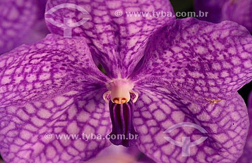  (Vanda werulea) - flor - Close-up 