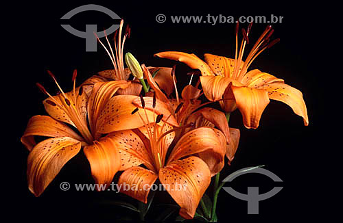  Flor de Hemerocallis 