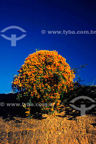  (Pyrostegia venusta) - Cipó de São João - árvore

 