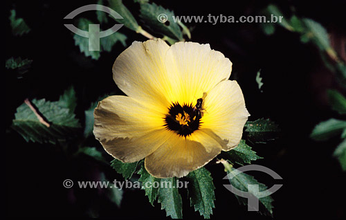  (Turnera ulmifolia) - Flor do Guarujá

 