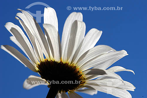  Detalhe de uma  (Bellis perennis) margarida em contraluz - Flor 