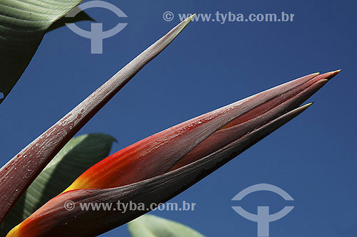  Heliconia 