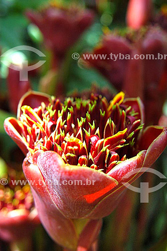  Detalhe de flor no Sítio Roberto Burle Marx  - Barra de Guaratiba - Rio de Janeiro - RJ - Brasil 

 O sítio é Patrimônio Histórico Nacional desde 04-08-2003. obs.: foto digital  - Rio de Janeiro - Rio de Janeiro - Brasil