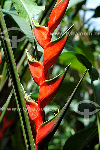  (Heliconia bihai) Heliconia - Sítio Roberto Burle Marx - Barra de Guaratiba - Rio de Janeiro - RJ - Brasil  O sítio é Patrimônio Histórico Nacional desde 04-08-2003. obs.: foto digital  - Rio de Janeiro - Rio de Janeiro - Brasil