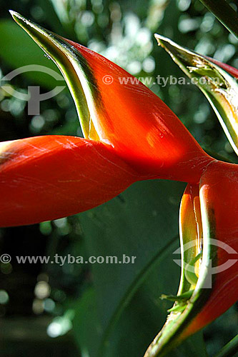  (Heliconia bihai) Heliconia - Sítio Roberto Burle Marx - Barra de Guaratiba - Rio de Janeiro - RJ - Brasil  O sítio é Patrimônio Histórico Nacional desde 04-08-2003. obs.: foto digital  - Rio de Janeiro - Rio de Janeiro - Brasil