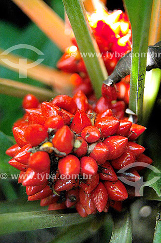  (Palisota barteri) Frutinheira - Sítio Roberto Burle Marx - Barra de Guaratiba - Rio de Janeiro - RJ - Brasil 

 O sítio é Patrimônio Histórico Nacional desde 04-08-2003. obs.: foto digital  - Rio de Janeiro - Rio de Janeiro - Brasil