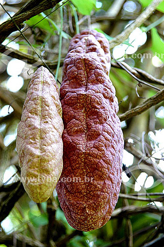  (Aristolochia gigantea) Papo de Peru Mil Homens - Sítio Roberto Burle Marx - Barra de Guaratiba - Rio de Janeiro - RJ - Brasil  O sítio é Patrimônio Histórico Nacional desde 04-08-2003. obs. foto digital  - Rio de Janeiro - Rio de Janeiro - Brasil