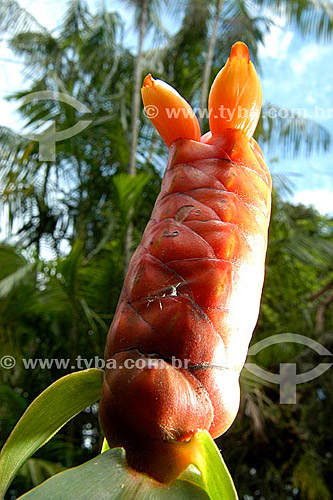  (Canistrum aurantiacum) Inflorescência da bromélia - Sítio Roberto Burle Marx  - Barra de Guaratiba - Rio de Janeiro - RJ - Brasil  O sítio é Patrimônio Histórico Nacional desde 04-08-2003. obs. foto digital  - Rio de Janeiro - Rio de Janeiro - Brasil