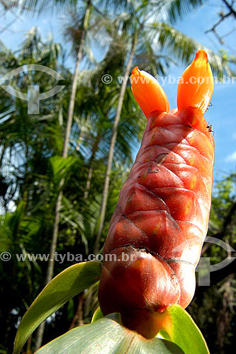  (Canistrum aurantiacum) Inflorescência da bromélia - Sítio Roberto Burle Marx  - Barra de Guaratiba - Rio de Janeiro - RJ - Brasil  O sítio é Patrimônio Histórico Nacional desde 04-08-2003. obs. foto digital  - Rio de Janeiro - Rio de Janeiro - Brasil